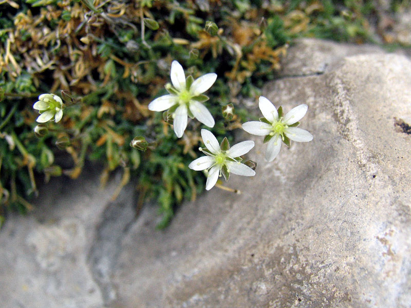 Moehringia glaucovirens / Moehringia verde-glauca